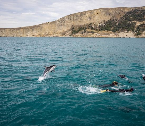 Mit Delfinen schwimmen & beobachten