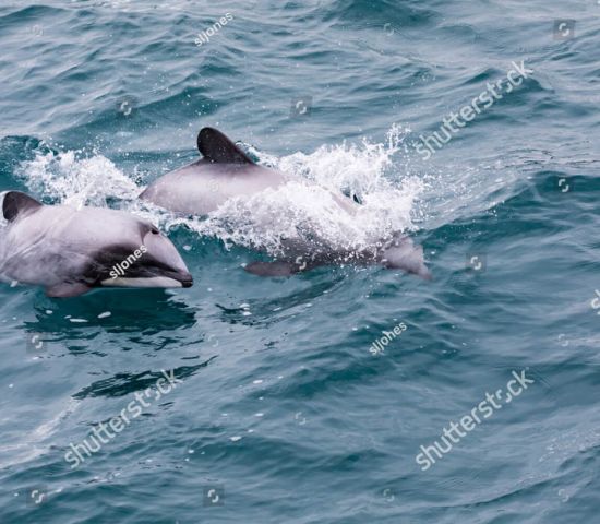 Mit dein kleinsten Delfinen der Welt schwimmen