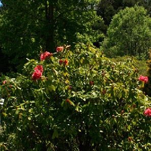 Spiral Gardens B&B, Tongariro National Park